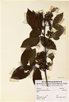 藏品(大葉佛來明豆)的圖片